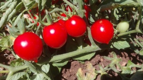 Azienda Agricola Pietrasanta  