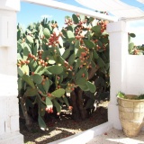 Masseria Potenti (Putienti)